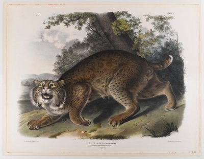 Tavallinen amerikkalainen villikissa tekijältä John James Audubon