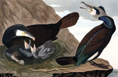 Common Cormorant, Phalacrocorax Carbo, John J. Audubonin "The Birds of America" -julkaisusta, pub. 1827-38 (käsinvärinen kaiverrus) tekijältä John James Audubon