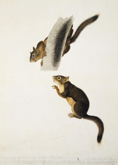 Douglasinorava tekijältä John James Audubon