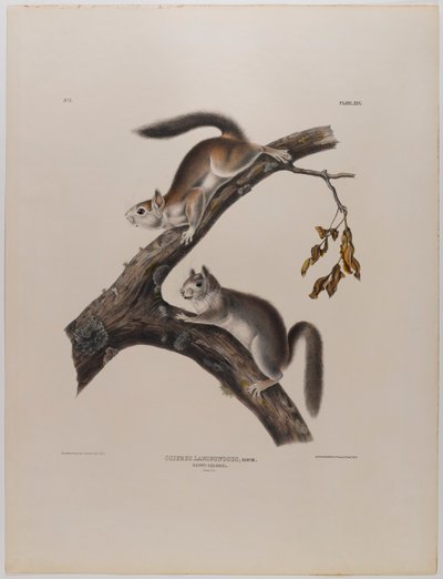 Untuva-orava tekijältä John James Audubon