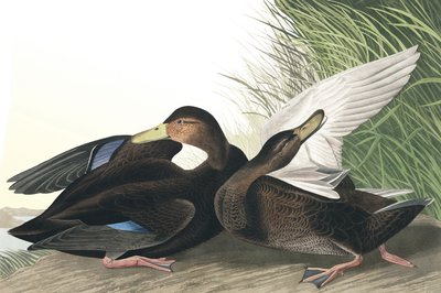 Dusky Duck, Anas Obscura, John J. Audubonin "The Birds of America" -julkaisusta, pub. 1827-38 tekijältä John James Audubon