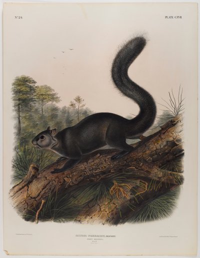 Dusky orava tekijältä John James Audubon