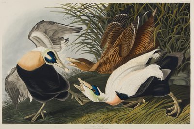 Haahka, 1835 (wc paperilla) tekijältä John James Audubon