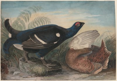 Englantilaiset teerikukot tekijältä John James Audubon
