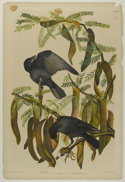 Fish Crow, paina Julien Bien ja julkaisi Roe Lockwood & Son, 1861 (kromolitografia) tekijältä John James Audubon