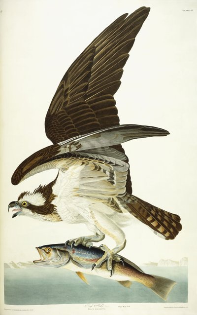 Fish Hawk, 1830 tekijältä John James Audubon