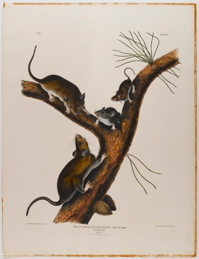 Floridan rotta tekijältä John James Audubon
