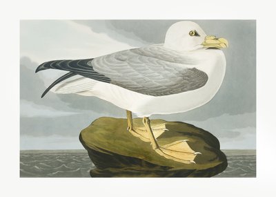 Fulmar-myrskylintu teoksesta *Birds of America* (1827) tekijältä John James Audubon