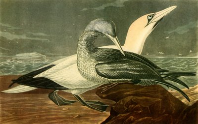 "Gannets", 1836, 1942. tekijältä John James Audubon