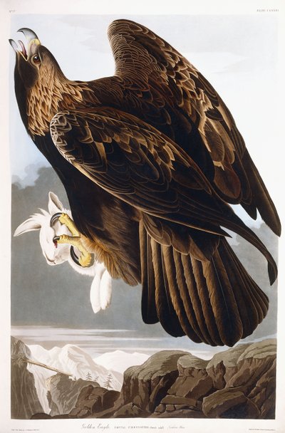 Kultainen kotka, 1833 tekijältä John James Audubon