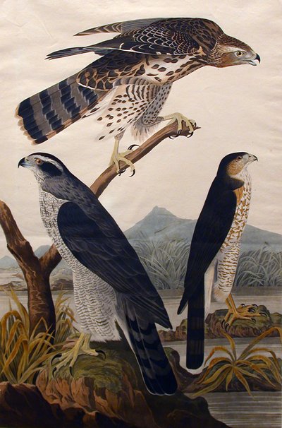Goshawk, Stanley Hawk nro 29, 1830. tekijältä John James Audubon