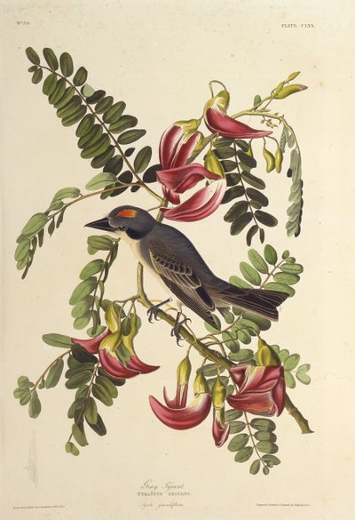 Harmaa Tyrant. Elokuvasta The Birds of America, 1827-1838. tekijältä John James Audubon