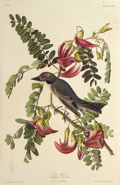 Harmaa Tyrant. Teoksesta The Birds of America, 1827-1838. tekijältä John James Audubon