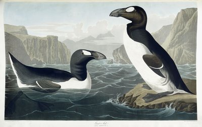 Great Auk, 1836 tekijältä John James Audubon