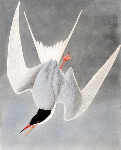 Isotiira, Sterna Hirundo, John J. Audubonin "The Birds of America" -julkaisusta, pub. 1827-38 tekijältä John James Audubon
