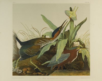 Green Heron, paina Julien Bien ja julkaisi Roe Lockwood & Son, 1861 (kromolitografia) tekijältä John James Audubon