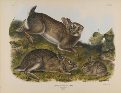 Harmaa kani tekijältä John James Audubon