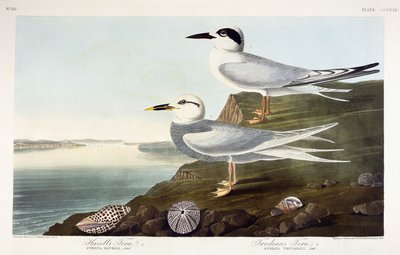 Havellin tiira ja Trudeaun tiira, 1838 tekijältä John James Audubon
