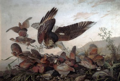 Hawks Attacking Partridges, 1826 tekijältä John James Audubon