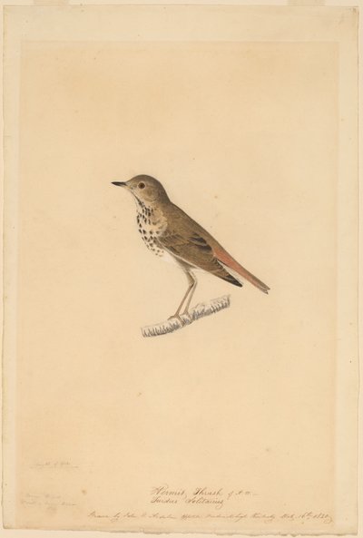 Erakko sammas tekijältä John James Audubon