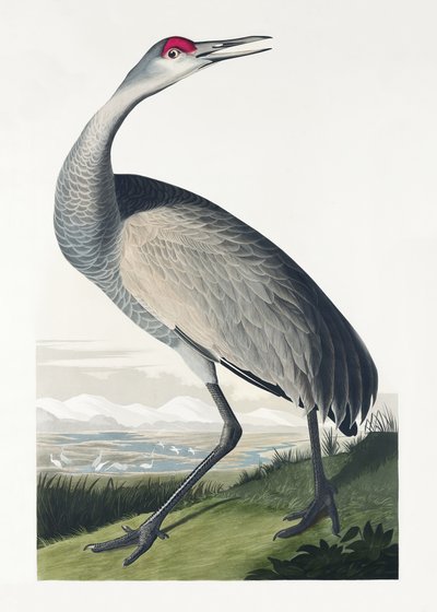 Hooping Crane teoksesta *Birds of America* (1827) tekijältä John James Audubon