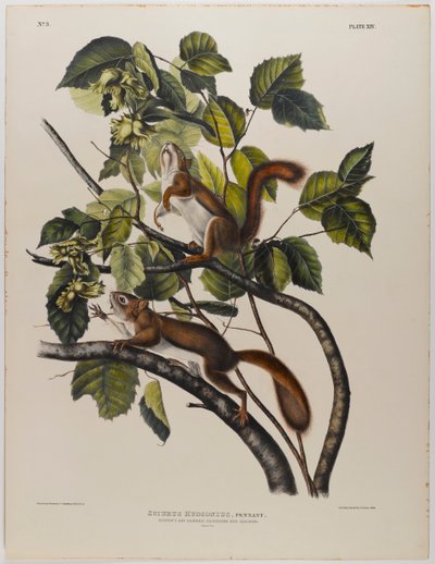 Hudsoninlahden orava tekijältä John James Audubon