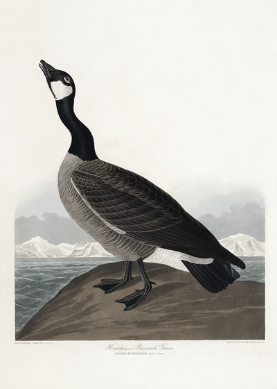 Hutchinsin merihanhi teoksesta *Birds of America* (1827) tekijältä John James Audubon