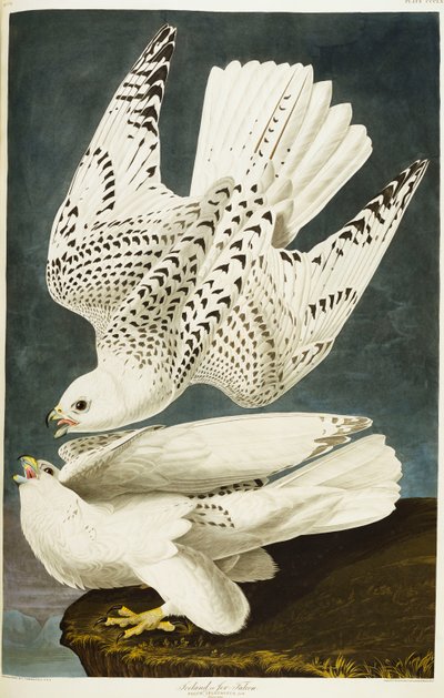 Islanti tai Jer Falcon. Gyrfalcon tekijältä John James Audubon