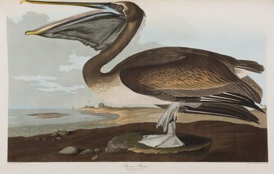 Kuvitus elokuvasta "Birds of America" tekijältä John James Audubon