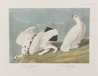 Kuvitus elokuvasta "Birds of America" tekijältä John James Audubon