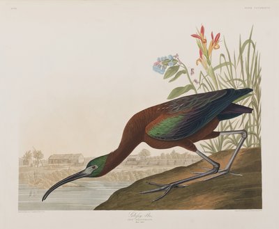 Kuvitus elokuvasta "Birds of America" tekijältä John James Audubon