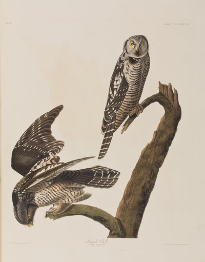 Kuvitus elokuvasta "Birds of America" tekijältä John James Audubon