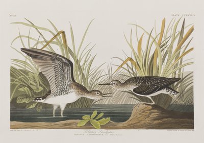 Kuvitus elokuvasta "Birds of America" tekijältä John James Audubon