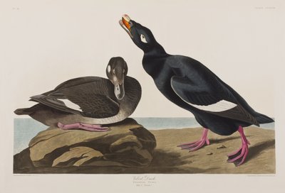 Kuvitus elokuvasta "Birds of America" tekijältä John James Audubon