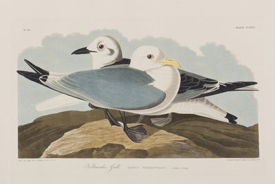 Kuvitus elokuvasta "Birds of America" tekijältä John James Audubon