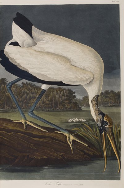 Kuvitus elokuvasta "Birds of America" tekijältä John James Audubon