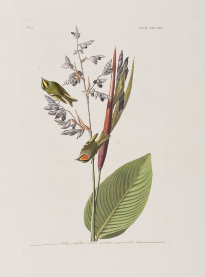 Kuvitus elokuvasta "Birds of America" tekijältä John James Audubon