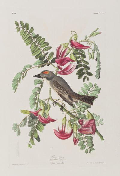 Kuvitus elokuvasta "Birds of America" tekijältä John James Audubon