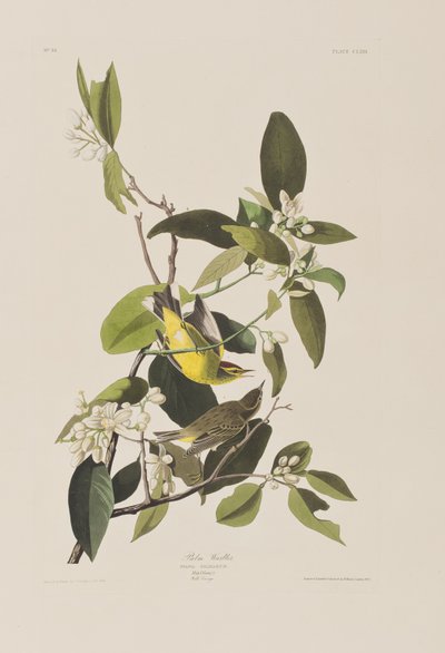 Kuvitus elokuvasta "Birds of America" tekijältä John James Audubon