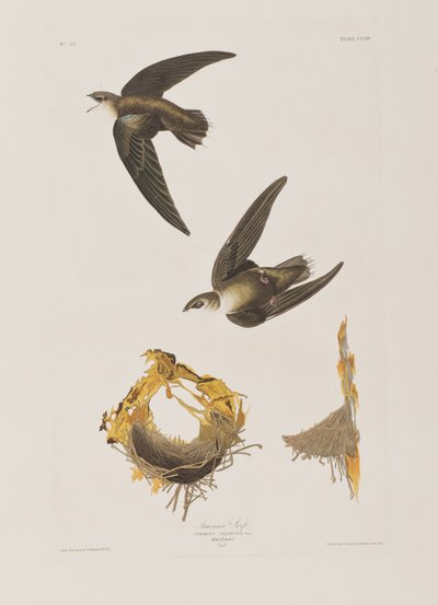 Kuvitus elokuvasta "Birds of America" tekijältä John James Audubon