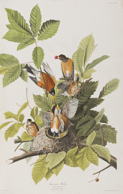 Kuvitus elokuvasta "Birds of America" tekijältä John James Audubon