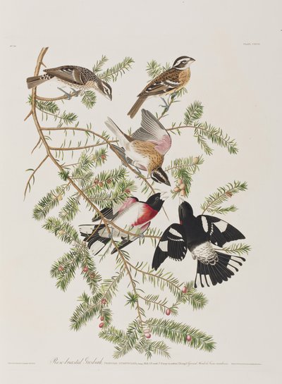 Kuvitus elokuvasta "Birds of America" tekijältä John James Audubon
