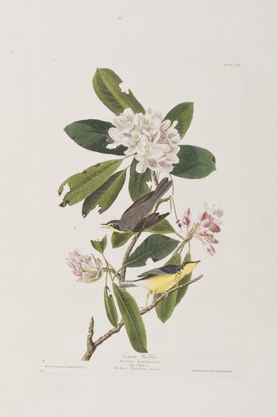 Kuvitus elokuvasta "Birds of America" tekijältä John James Audubon