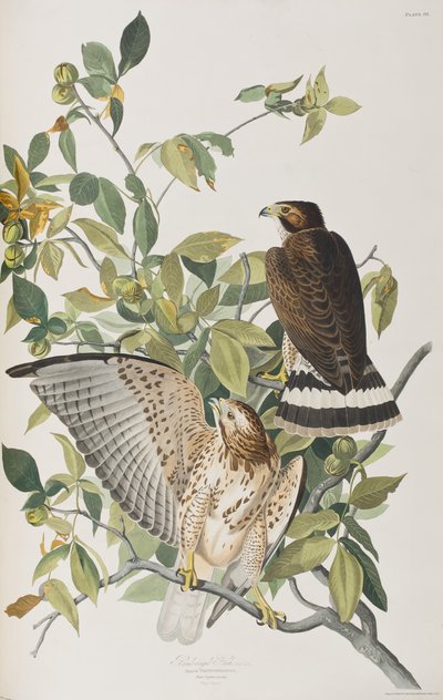 Kuvitus elokuvasta "Birds of America" tekijältä John James Audubon