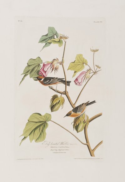 Kuvitus elokuvasta "Birds of America" tekijältä John James Audubon
