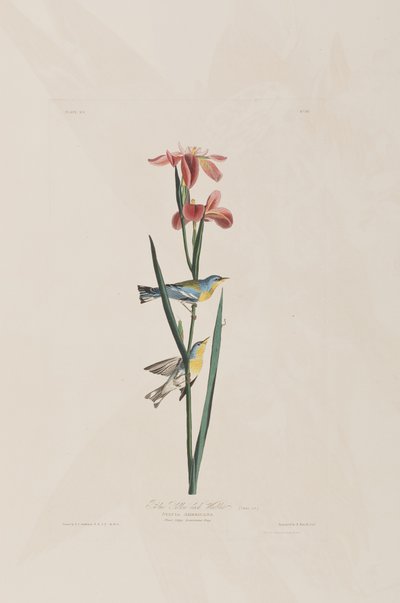 Kuvitus elokuvasta "Birds of America" tekijältä John James Audubon