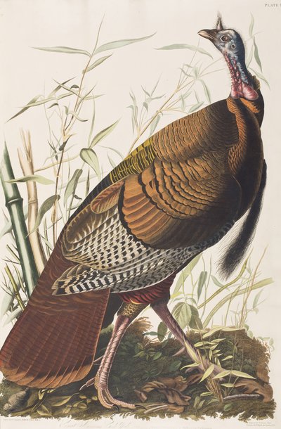 Kuvitus elokuvasta "Birds of America" tekijältä John James Audubon