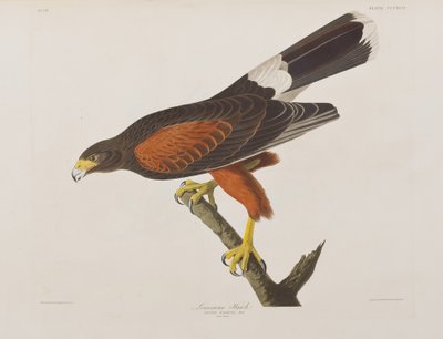 Kuvitus elokuvasta "Birds of America" tekijältä John James Audubon