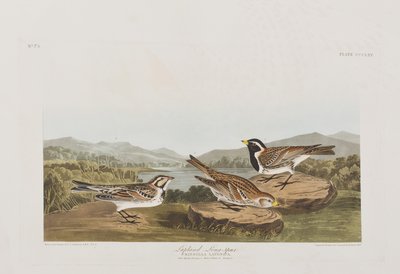 Kuvitus elokuvasta "Birds of America" tekijältä John James Audubon