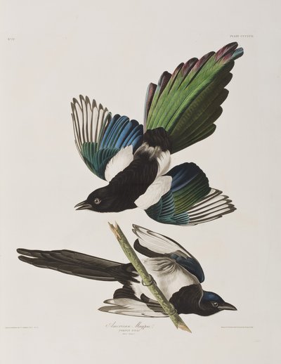Kuvitus elokuvasta "Birds of America" tekijältä John James Audubon